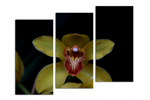 Модульная картина Жёлтая орхидея